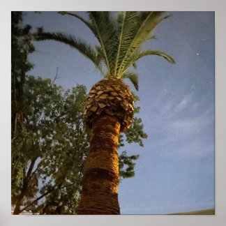 Poster Palmeira 🌴