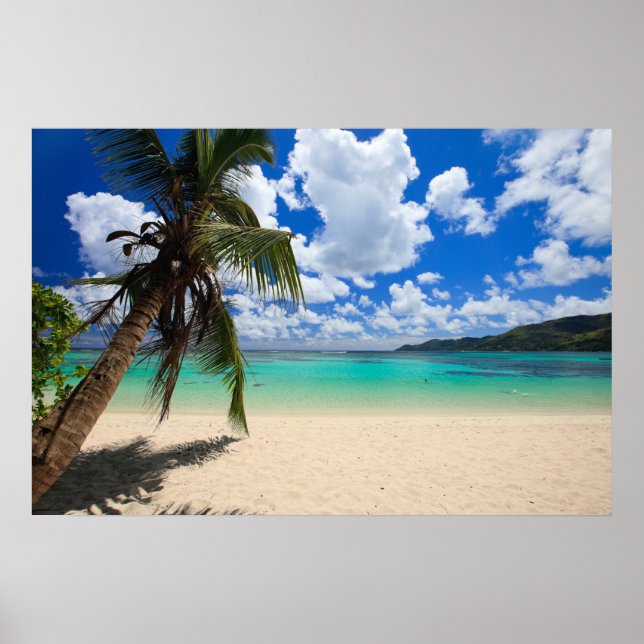 Poster Palmeira (Frente)