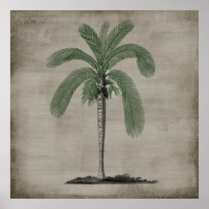 Poster Palmeira do vintage