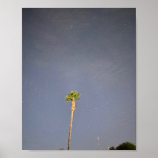 Poster Palmeira e Estrelas ✨