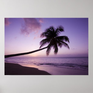 Pôster Palmeira solitária ao pôr do sol, praia de Coconut