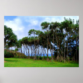 Pôster Palmeiras caminhando no Havaí