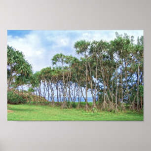 Poster Palmeiras caminhando no Havaí