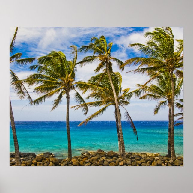 Pôster Palmeiras de coco (Cocos nucifera) a balançar (Frente)