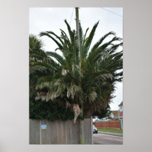 Poster Palmeiras exóticas e plantas em Selsey.