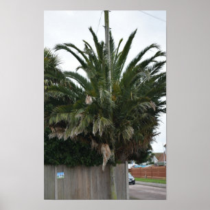Poster Palmeiras exóticas e plantas em Selsey.