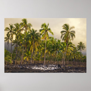 Pôster Palmeiras, Parque Histórico Nacional Pu'uhonua o 2
