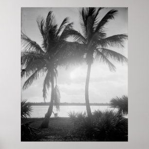 Poster Palmeiras Pretas e Brancas na Fotografia do Sol