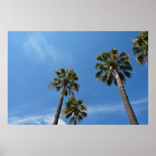 Poster Palmen mit blauem Himmel (Frente)