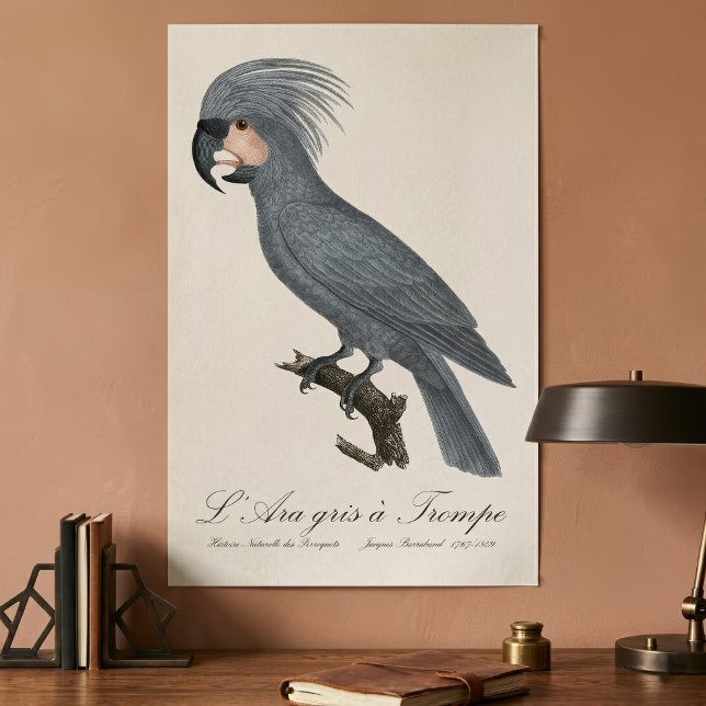 Poster Palmito-preto, Probosciger aterrimus (Great Black Palm Cockatoo, Probosciger aterrimus. Poster)