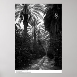 Poster Palms and Orange Trees Near Desert, 1966