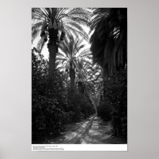Poster Palms and Orange Trees Near Desert, 1966