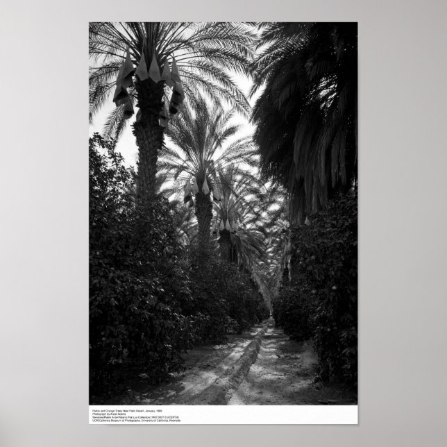Poster Palms and Orange Trees Near Desert, 1966 (Frente)