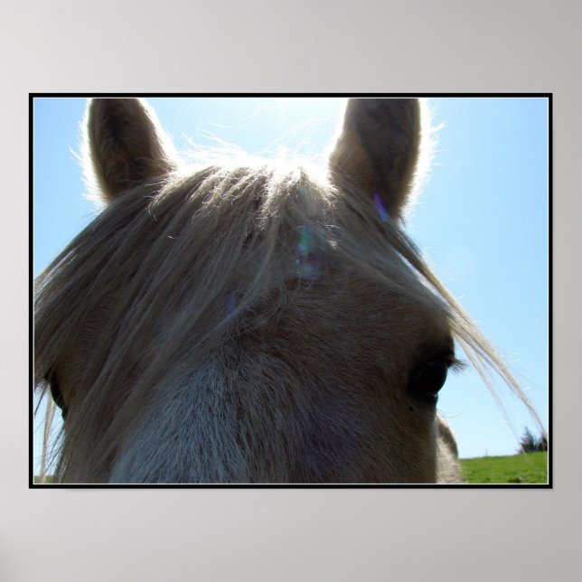 Poster Palomino (Frente)