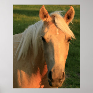 Pôster Palomino