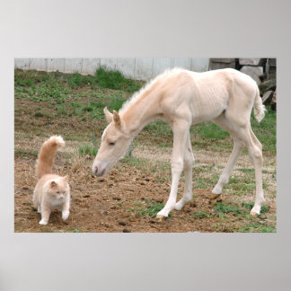 Poster Palomino Baby Horse e Barn Cat