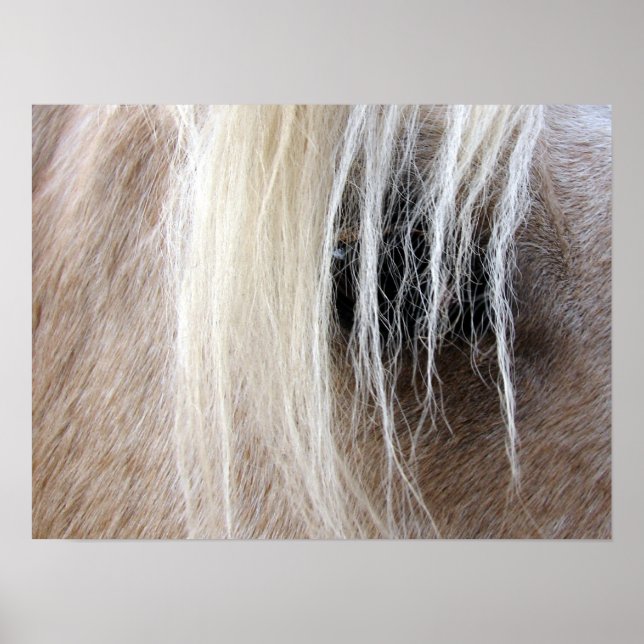 Poster Palomino Horse (Frente)