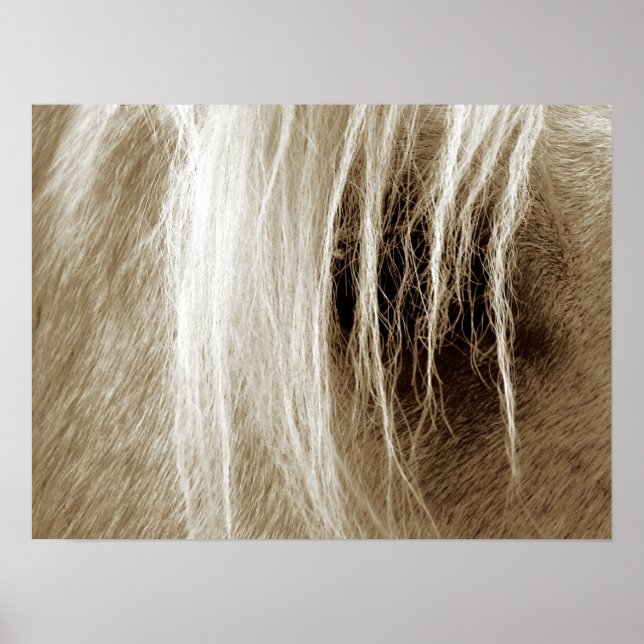 Pôster Palomino Na Sepia (Frente)