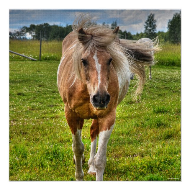 Pôster Palomino Paint Horse & Field Photo (Frente)