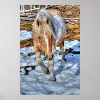 Poster Palomino Paint Ranch Horse & Snow
