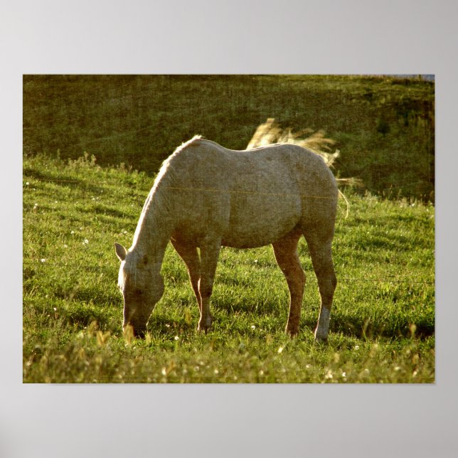 Pôster Palomino Sunset (Frente)