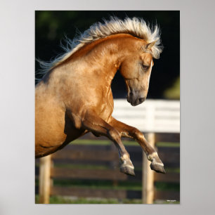 Poster Palomino Tennessee Walker Stallion Rearing