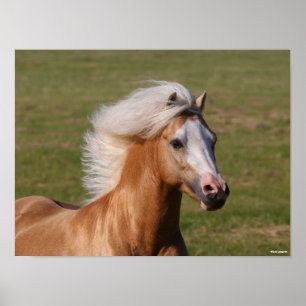 Poster Palomino Welsh Pony, Maneiro Fluindo