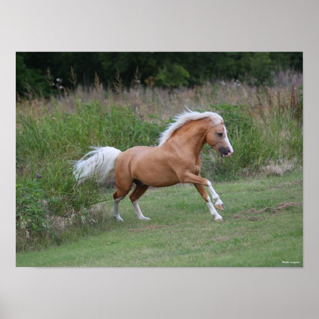 Poster Palomino Welsh Pony Stallion Correndo (Frente)