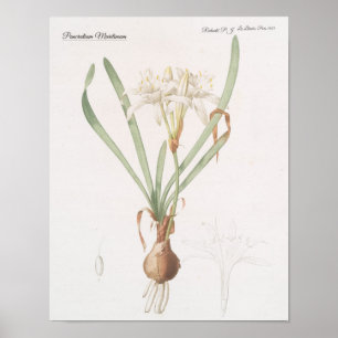 Poster Pancratium Maritimum