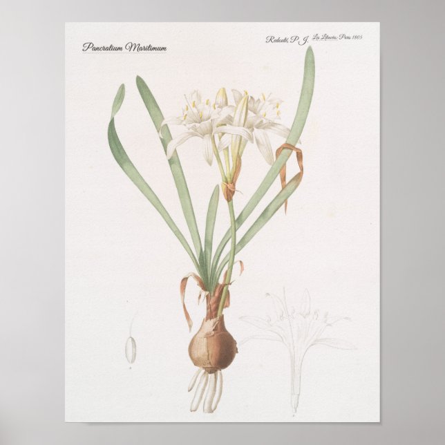 Poster Pancratium Maritimum (Frente)
