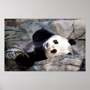 Poster Panda