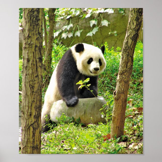 Poster Panda (Frente)