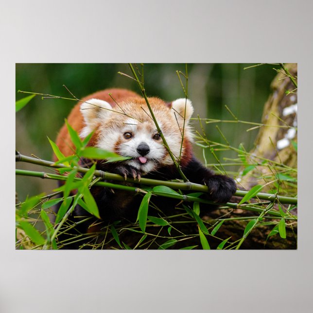 Pôster Panda (Frente)