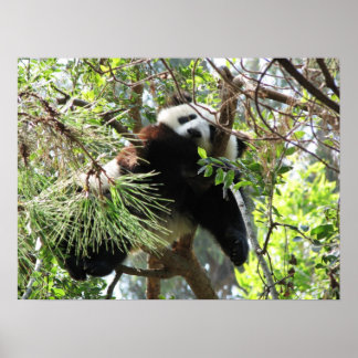 Poster Panda Baby