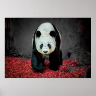 Poster Panda Bear