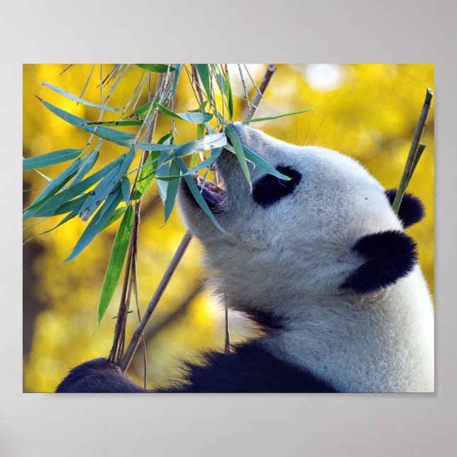 Poster Panda Bear Comendo Bambu (Frente)