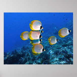 Poster Panda Butterflyfish