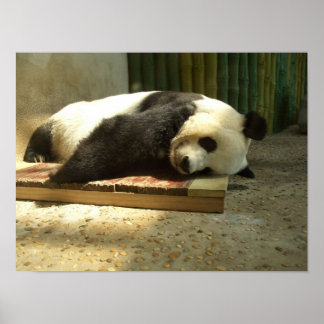 Pôster Panda de dormir