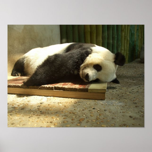 Pôster Panda de dormir (Frente)
