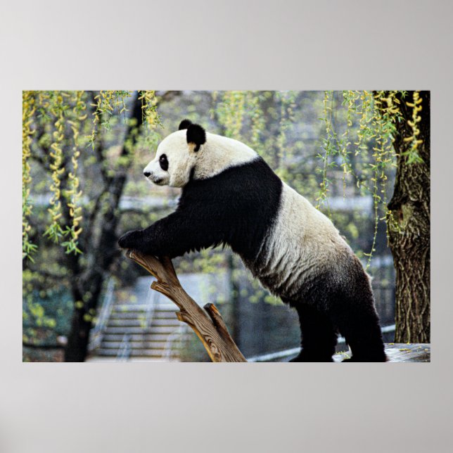 Poster Panda em Pé (Frente)
