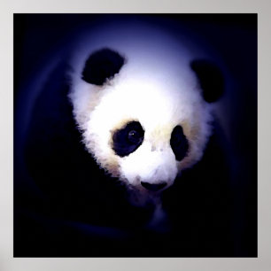 Poster Panda Face - Impressões Posters Panda