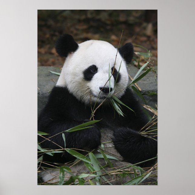 Pôster Panda gigante (Frente)