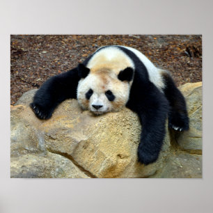 Poster Panda gigante adormecida bateu numa pedra