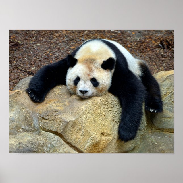Poster Panda gigante adormecida bateu numa pedra (Frente)