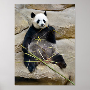 Poster Panda gigante comendo bambu