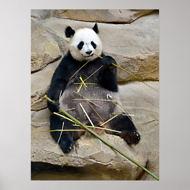 Poster Panda gigante comendo bambu (Frente)