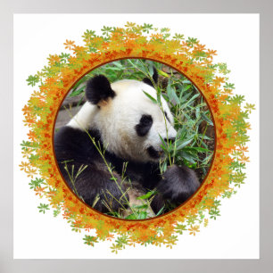 Poster Panda gigante comendo bambu no quadro