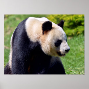 Poster Panda gigante do close-up visto no perfil