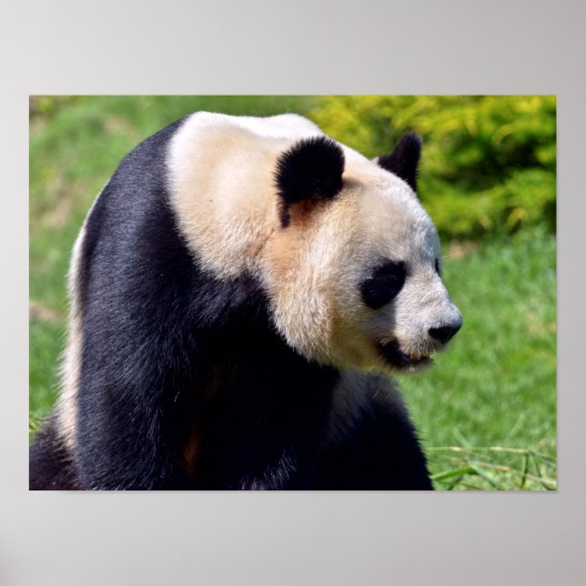 Poster Panda gigante do close-up visto no perfil (Frente)