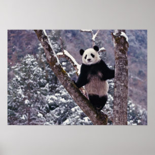 Poster Panda-gigante em pé em árvore, Wolong, Sichuan,